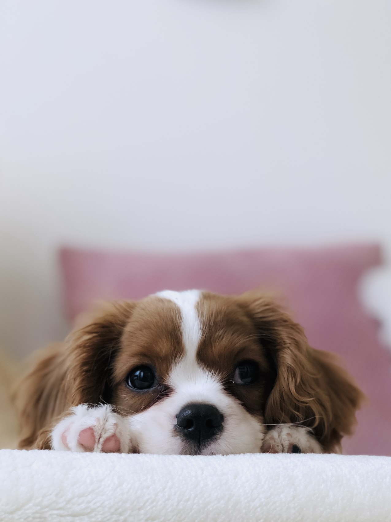 Hunde OP inhamburgversichert.de